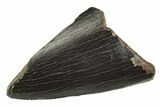 Partial Serrated Tyrannosaur Tooth - Judith River Formation #231257-1